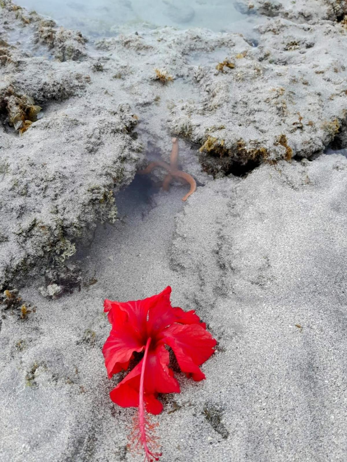 Pousada Flor Da Barra Maragogi Εξωτερικό φωτογραφία